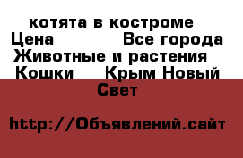 котята в костроме › Цена ­ 2 000 - Все города Животные и растения » Кошки   . Крым,Новый Свет